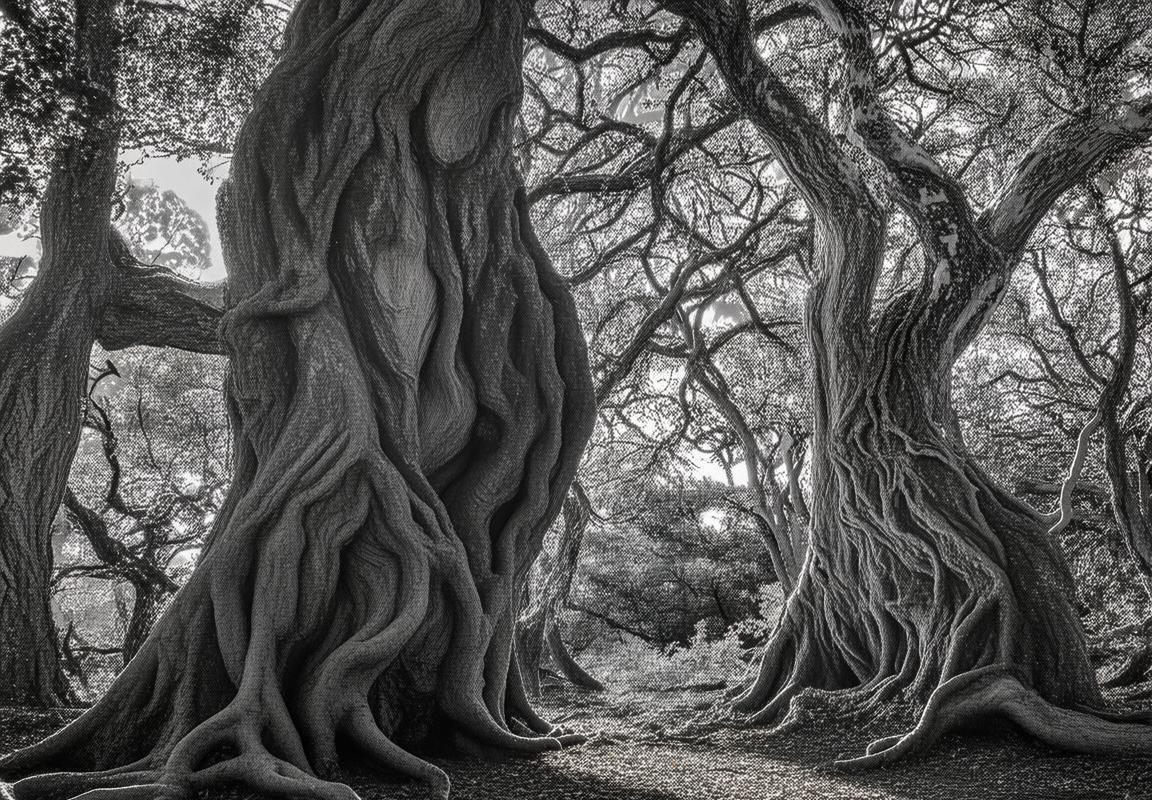 阿格达与贝拉马尔巅峰对决：力量与智慧的较量揭秘